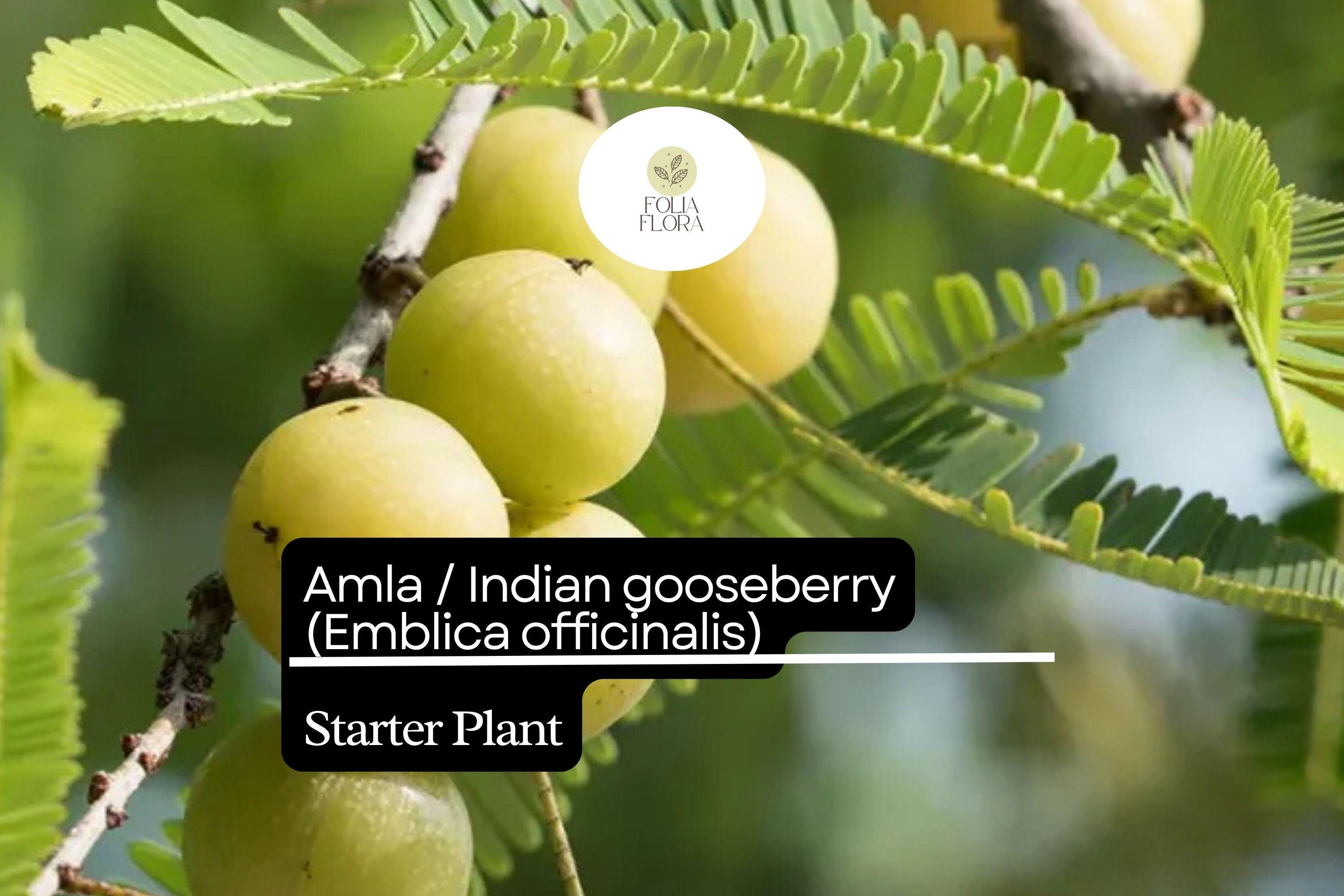 Live Amla Tree Starter Plant – Emblica officinalis Indian Gooseberry 12-24 Inches, Fruit-Bearing, Medicinal, Tropical Garden Plant