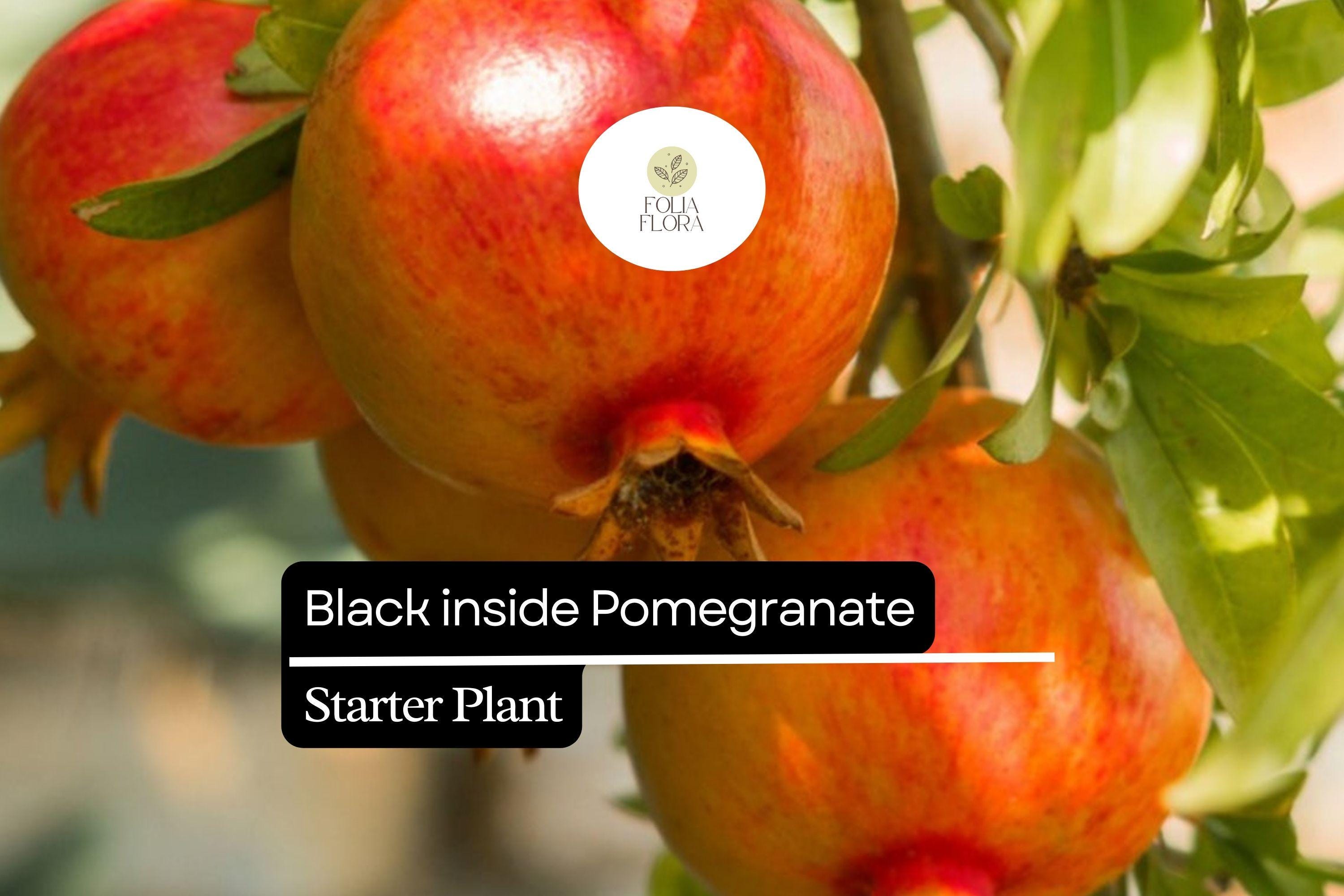 Black Inside Pomegranate Tree Starter Plant | Fruit-Bearing, Ornamental, Punica granatum | 10-24 Inches