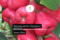 Red Wax Jambu Tree Starter Plant | Syzygium jambos | Tropical Fruit Tree with Red Bell-Shaped Fruits