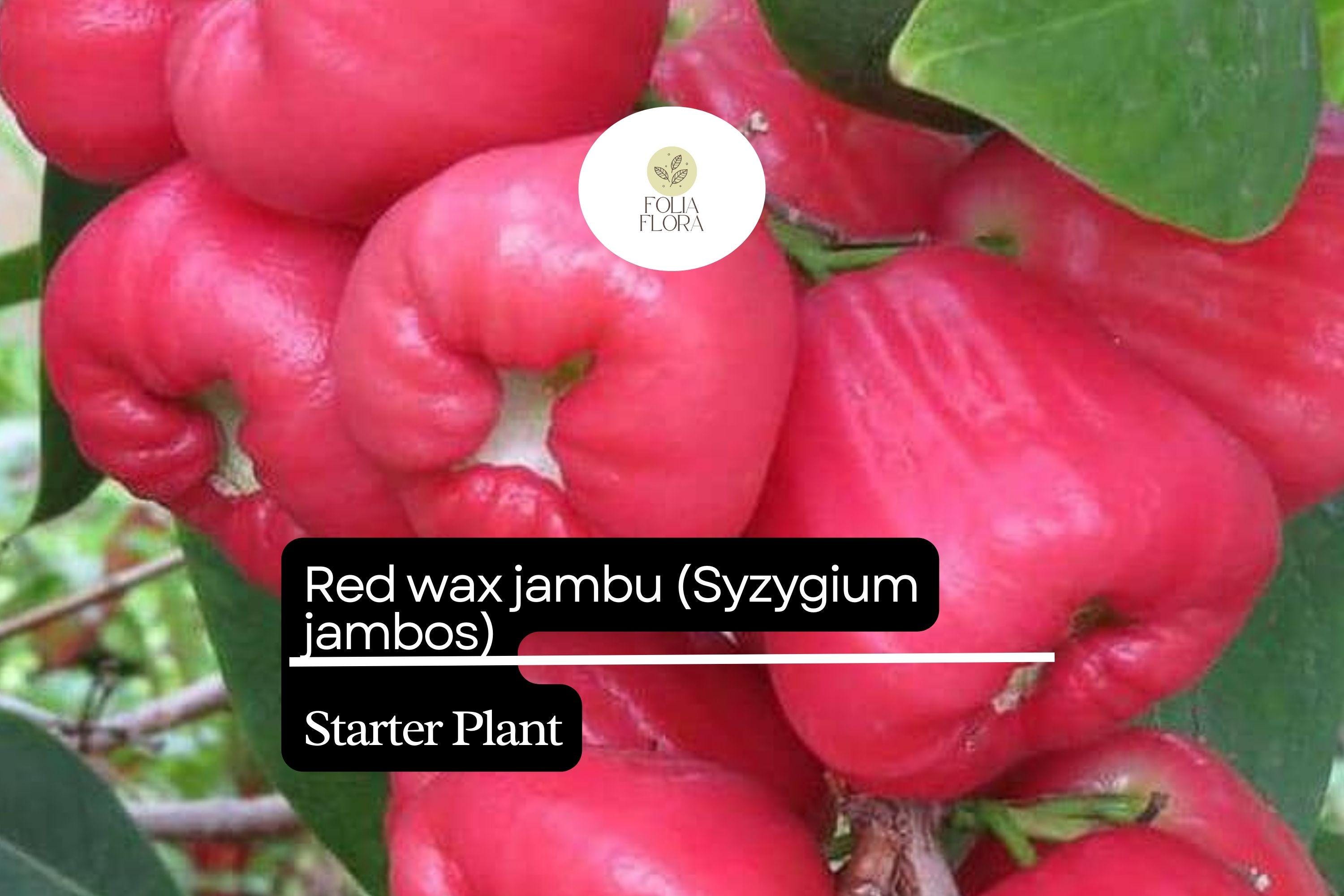Red Wax Jambu Tree Starter Plant | Syzygium jambos | Tropical Fruit Tree with Red Bell-Shaped Fruits