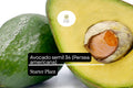Avocado Semil 34 Live Starter Plant – Persea americana Tropical Fruit Tree for Home Garden or Container Growing