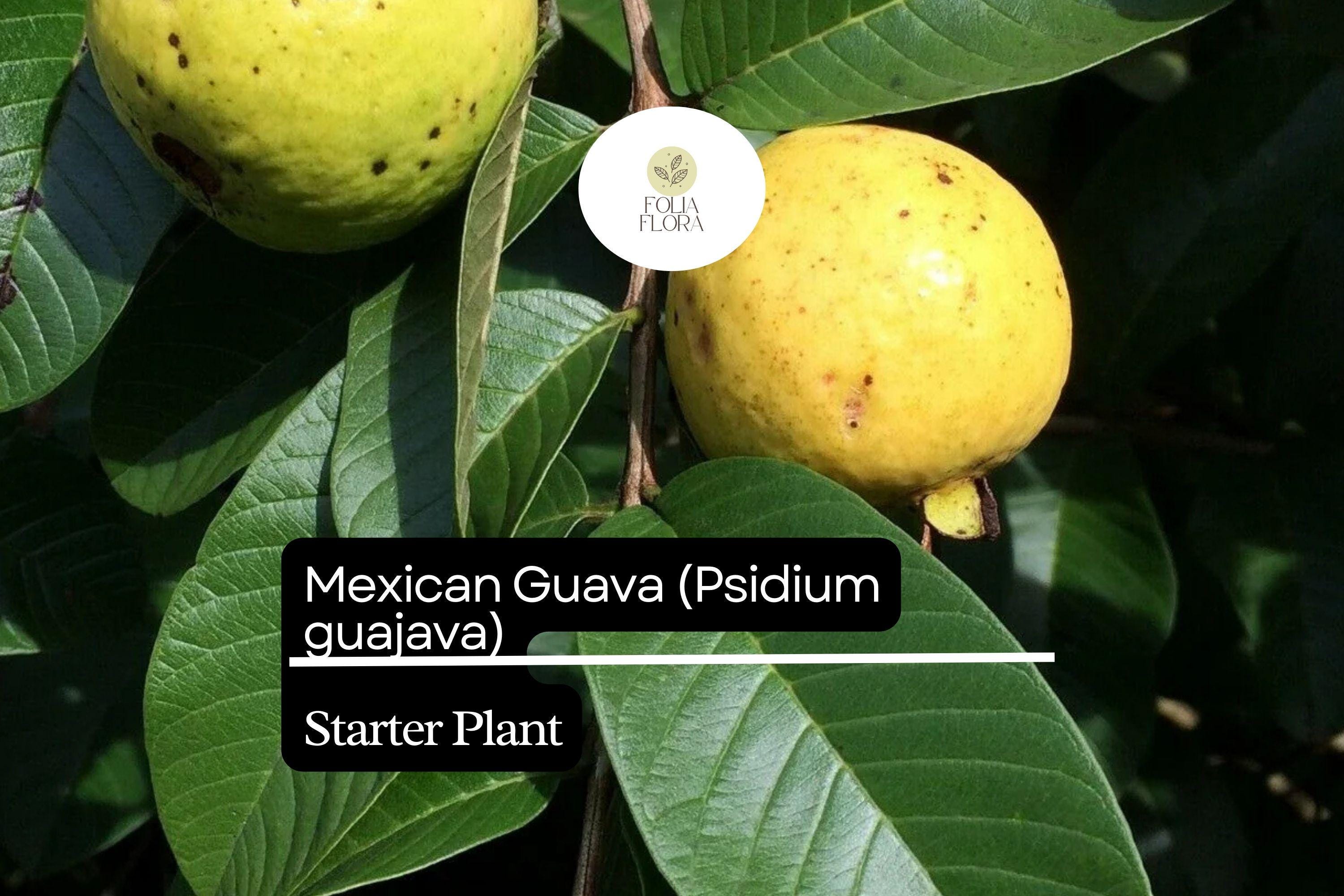 Mexican Guava Starter Plant – Live Tropical Fruit Tree Psidium guajava, 1-2 ft, Edible Fruit, Green Foliage