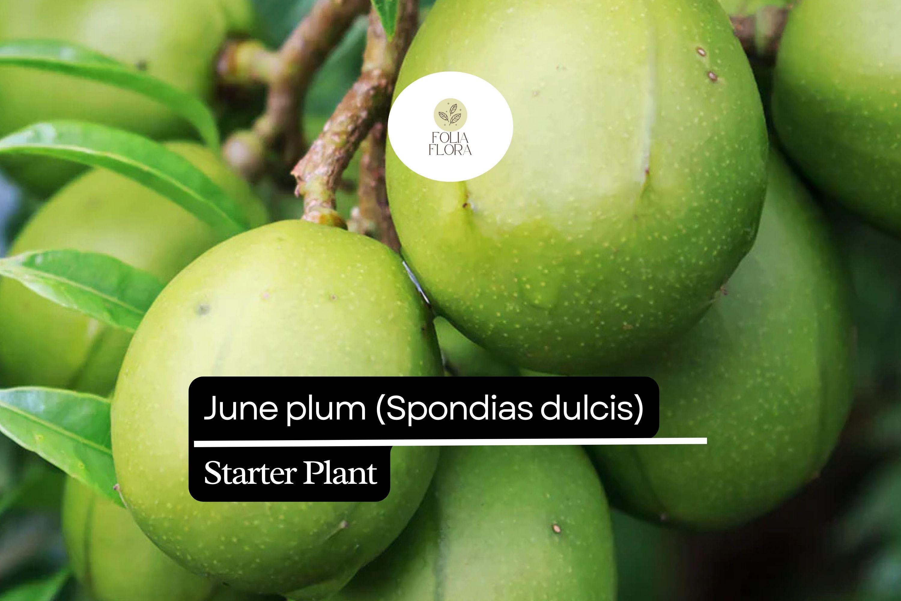 June Plum Live Starter Plant - Spondias dulcis Tropical Fruit Tree, 3-4 ft Tall, Edible, High-Yielding, Ornamental, Full Sun