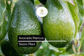 Live Marcus Avocado Tree – Tropical Fruit Starter Plant, 1-2 Feet, Persea americana, Edible, Full Sun, Container or Outdoor