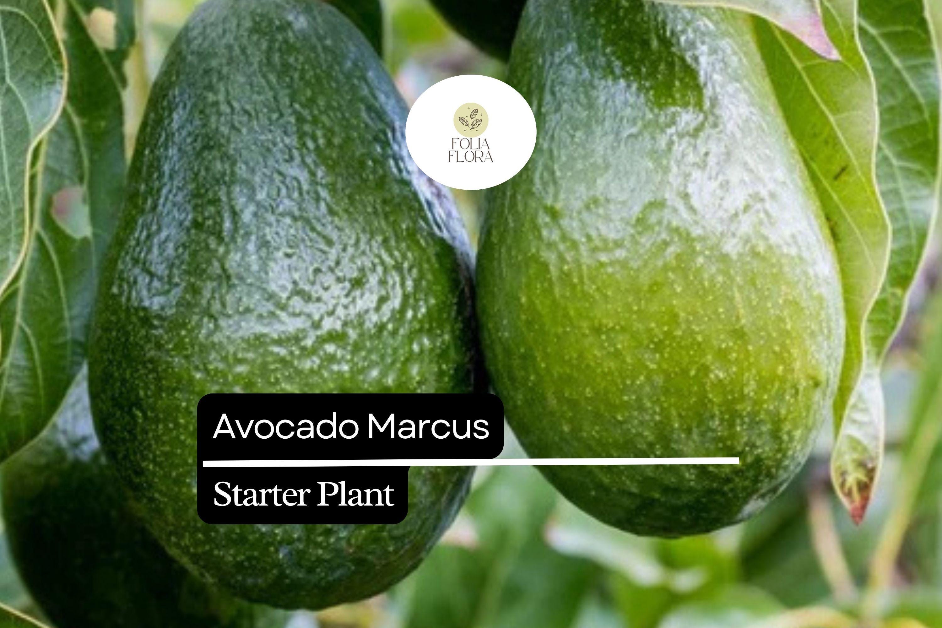 Live Marcus Avocado Tree – Tropical Fruit Starter Plant, 1-2 Feet, Persea americana, Edible, Full Sun, Container or Outdoor