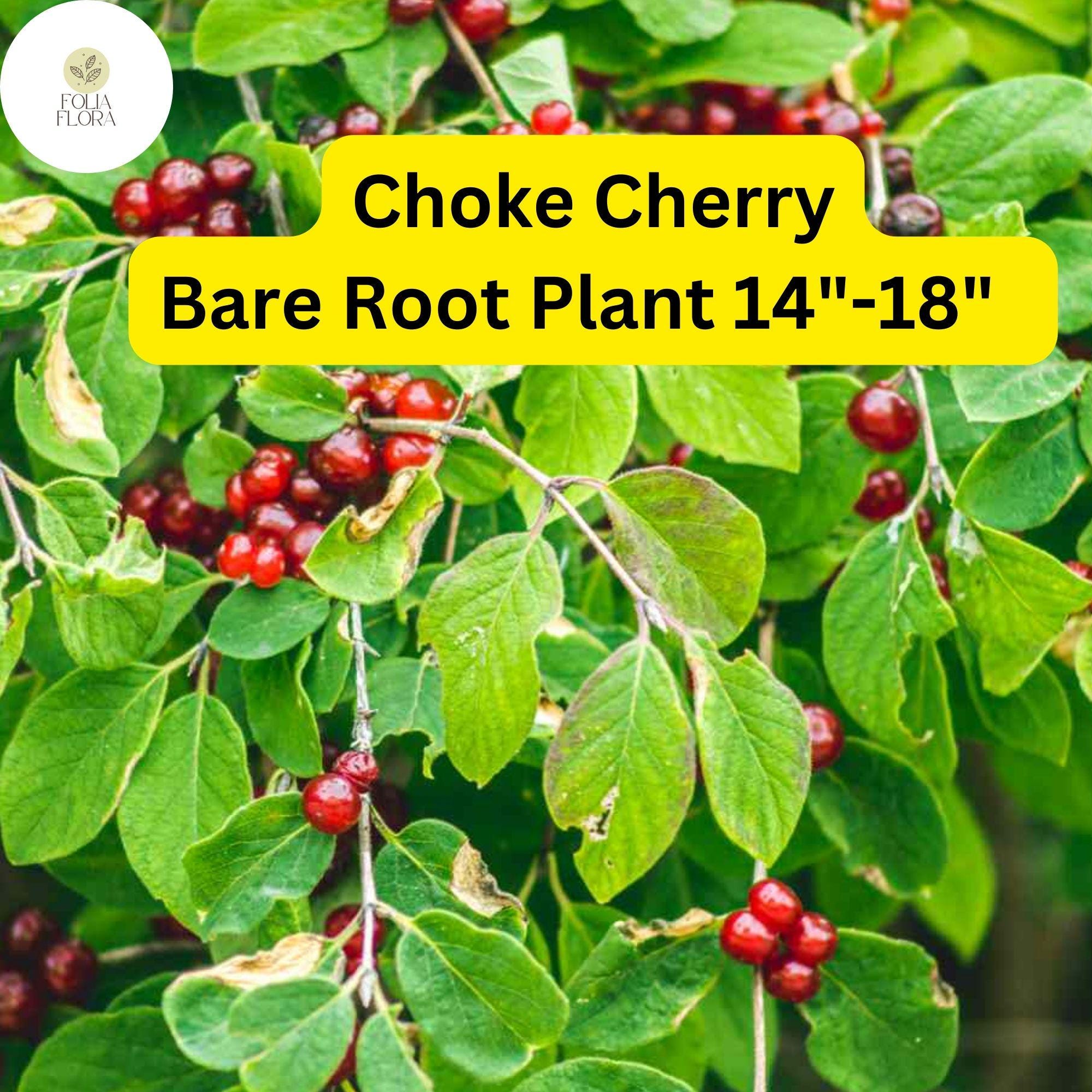 Choke Cherry Tree Bare Root 14-18 Inches Prunus virginiana Edible Berries Ornamental Wildlife-Friendly
