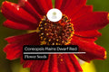 Dwarf Red Coreopsis Seeds | Wildflower, Annual, Pollinator-Friendly, Coreopsis tinctoria