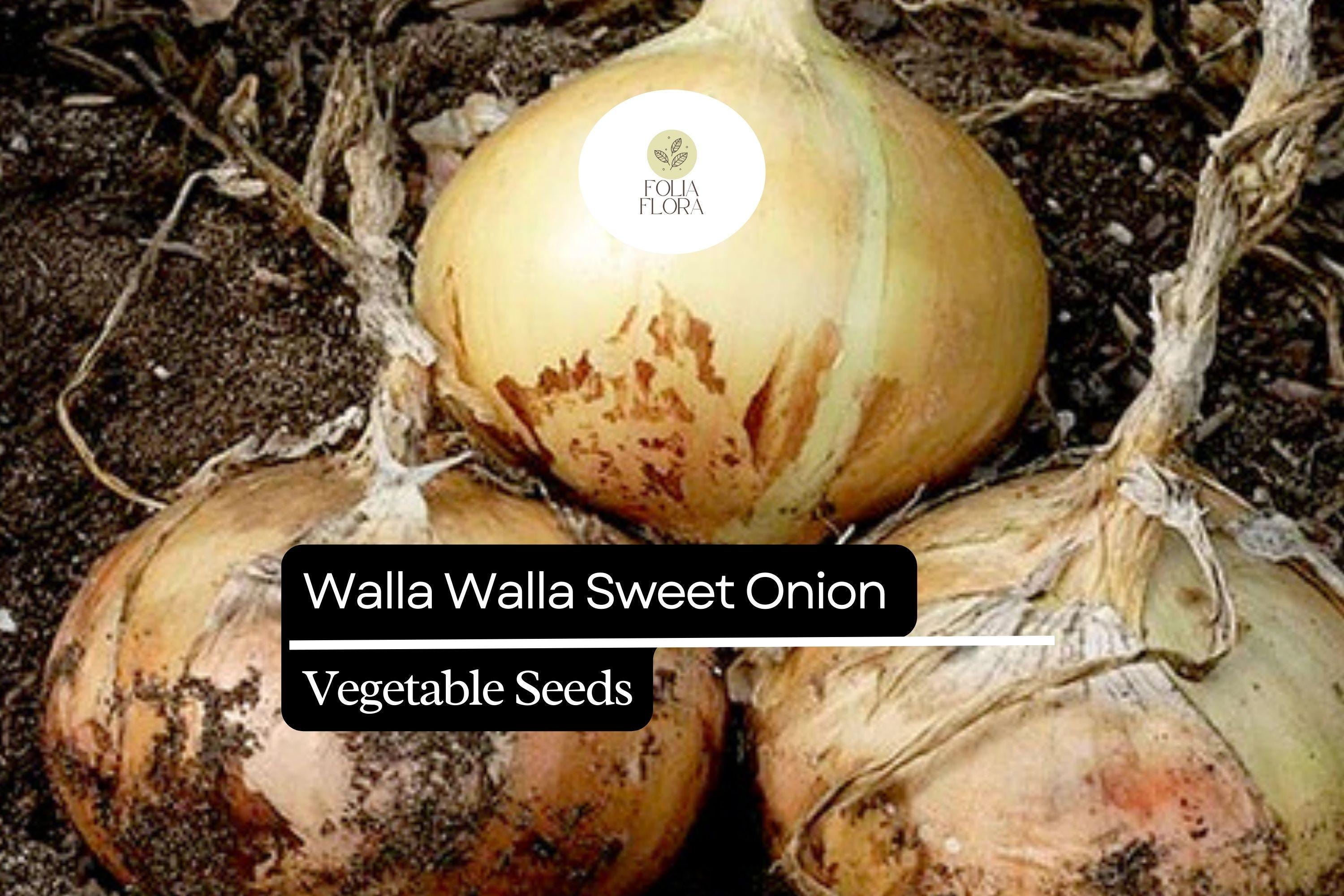 100 Seeds Walla Walla Sweet Onion Allium cepa - Large Mild Bulbs, Garden Favorite, Heirloom, Sweet Flavor