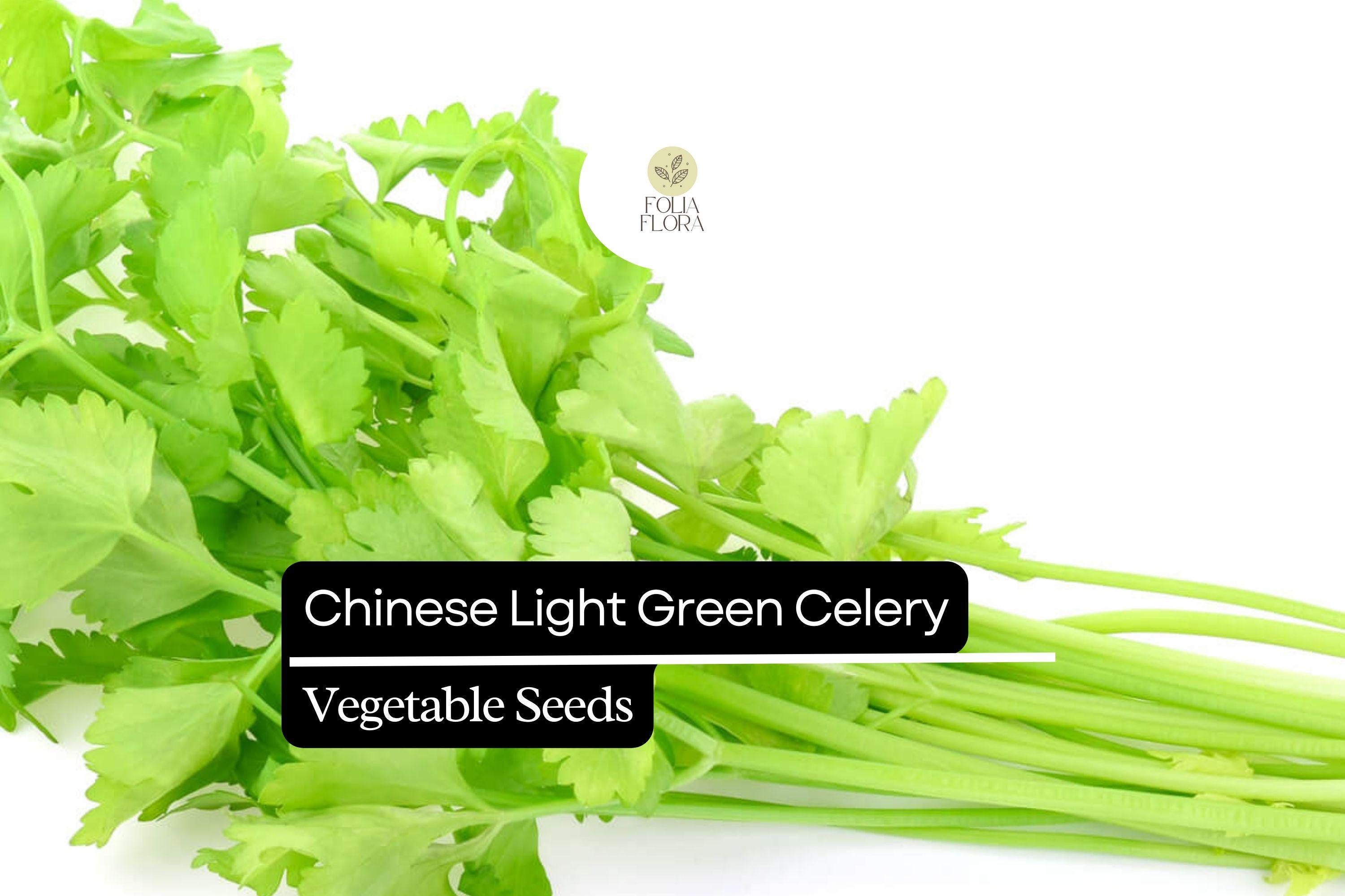 Chinese Light Green Celery Seeds - Heirloom Apium graveolens for Crisp, Mild Stalks, Stir-Fries & Salads, 500 Seeds