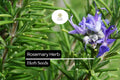 25 Seeds Rosemary Herb Seeds, Salvia rosmarinus, Aromatic, Drought-Tolerant, Culinary & Ornamental, Blue Flowers