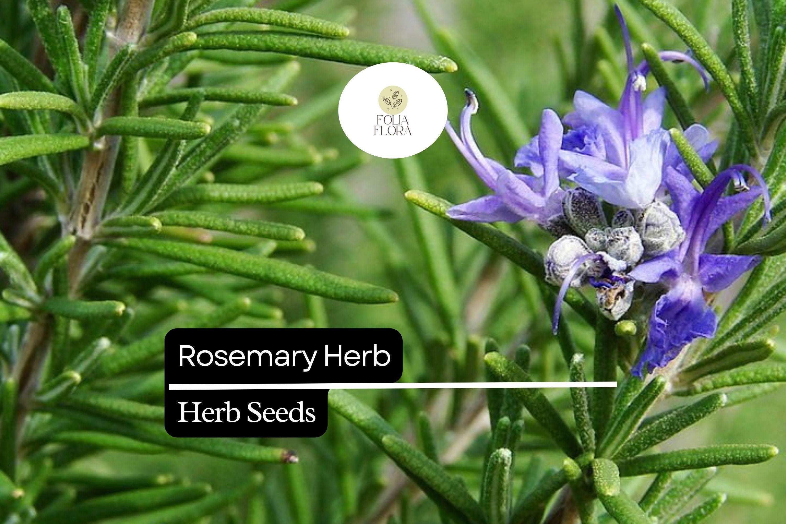 25 Seeds Rosemary Herb Seeds, Salvia rosmarinus, Aromatic, Drought-Tolerant, Culinary & Ornamental, Blue Flowers