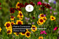 Plains Coreopsis Wildflower Seeds – Vibrant Yellow & Red Blooms, Pollinator-Friendly, Drought-Tolerant, Coreopsis tinctoria, Annual Flower