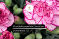 Double Picotee Mix Carnation Flower Seeds – Fragrant, Multi-Color Edges, Long-Lasting Blooms, Dianthus caryophyllus