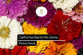 California Giants Mix Zinnia (Zinnia elegans) – Vibrant Blooming Annual, Pollinator-Friendly, Easy-to-Grow Garden Flowers