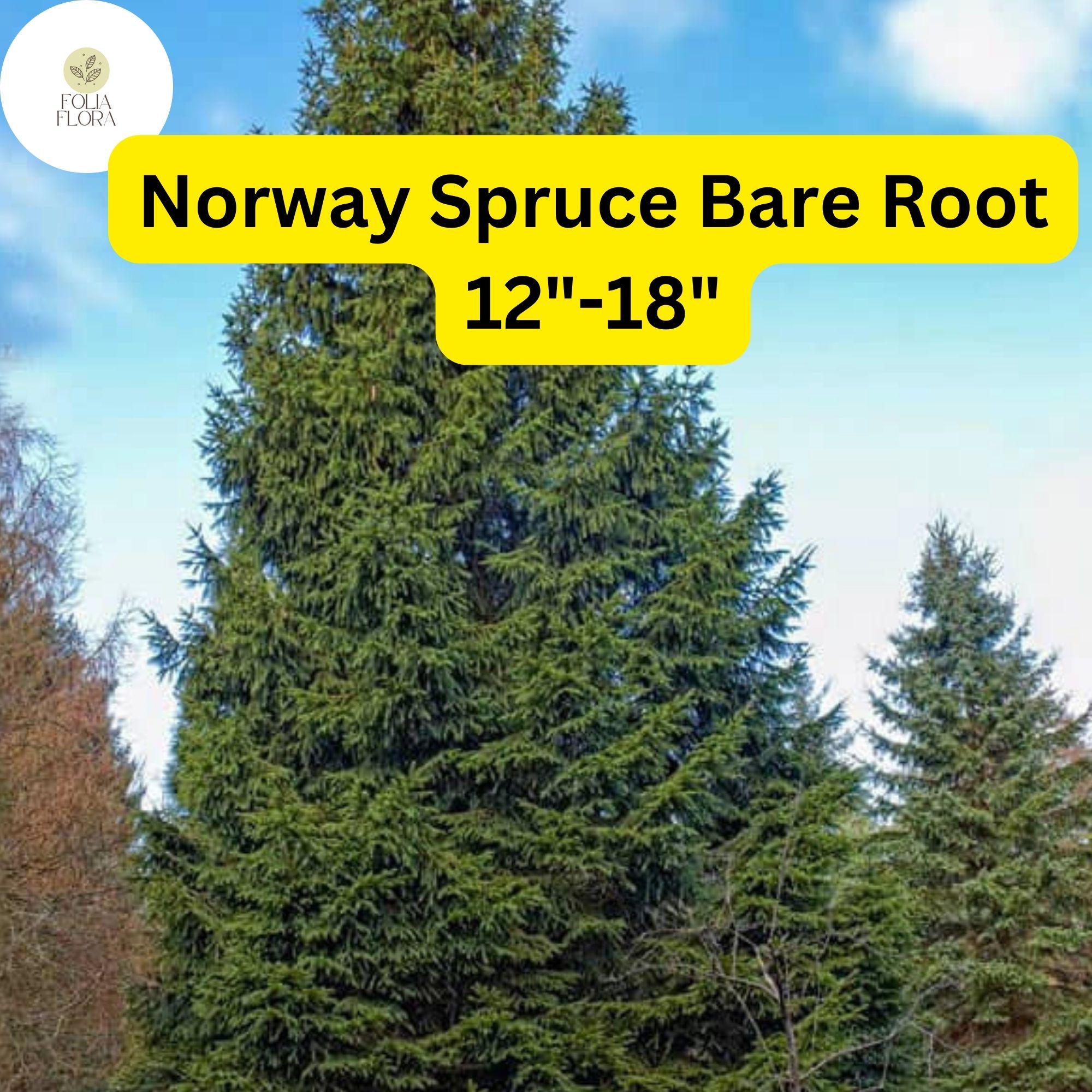 Live Norway Spruce Tree, Bare Root 12"-18" Picea abies for Privacy, Windbreaks, Landscaping