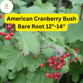 American Cranberry Bush Shrub 12-14" Bare Root Viburnum trilobum Edible Red Berries