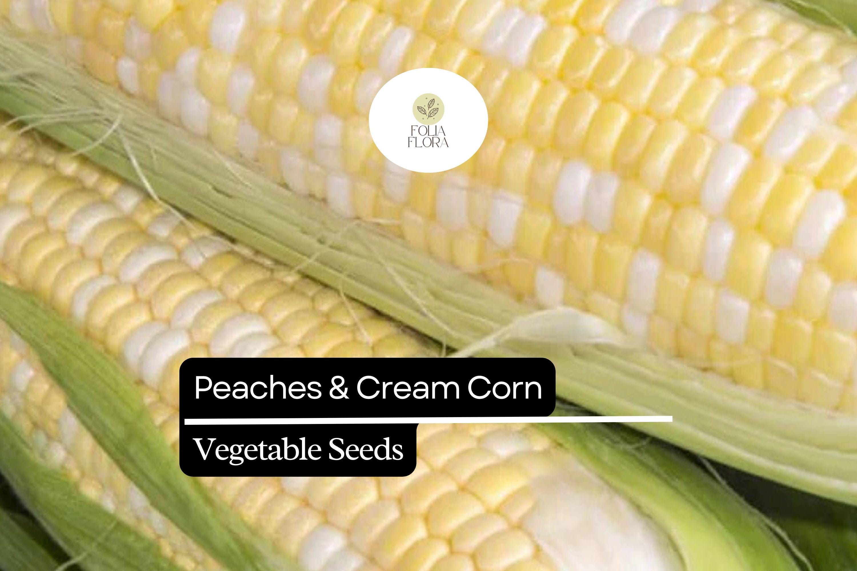 Peaches & Cream Corn Seeds – Bicolor Sweet Corn Zea Mays for Home Gardens, Early-Maturing, 25 Premium Seeds