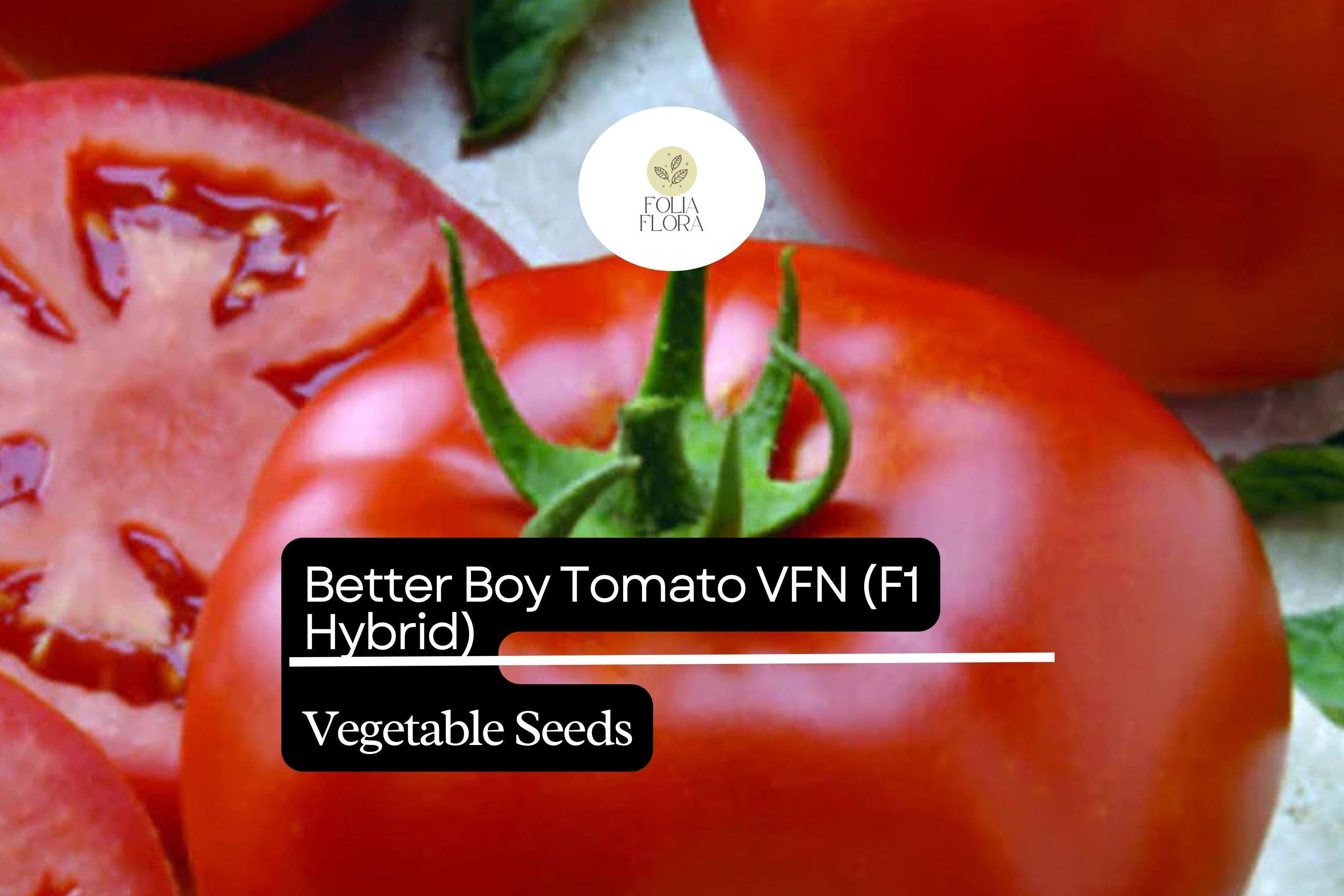 Better Boy Tomato Seeds VFN Hybrid, High-Yield Solanum Lycopersicum for Slicing & Cooking