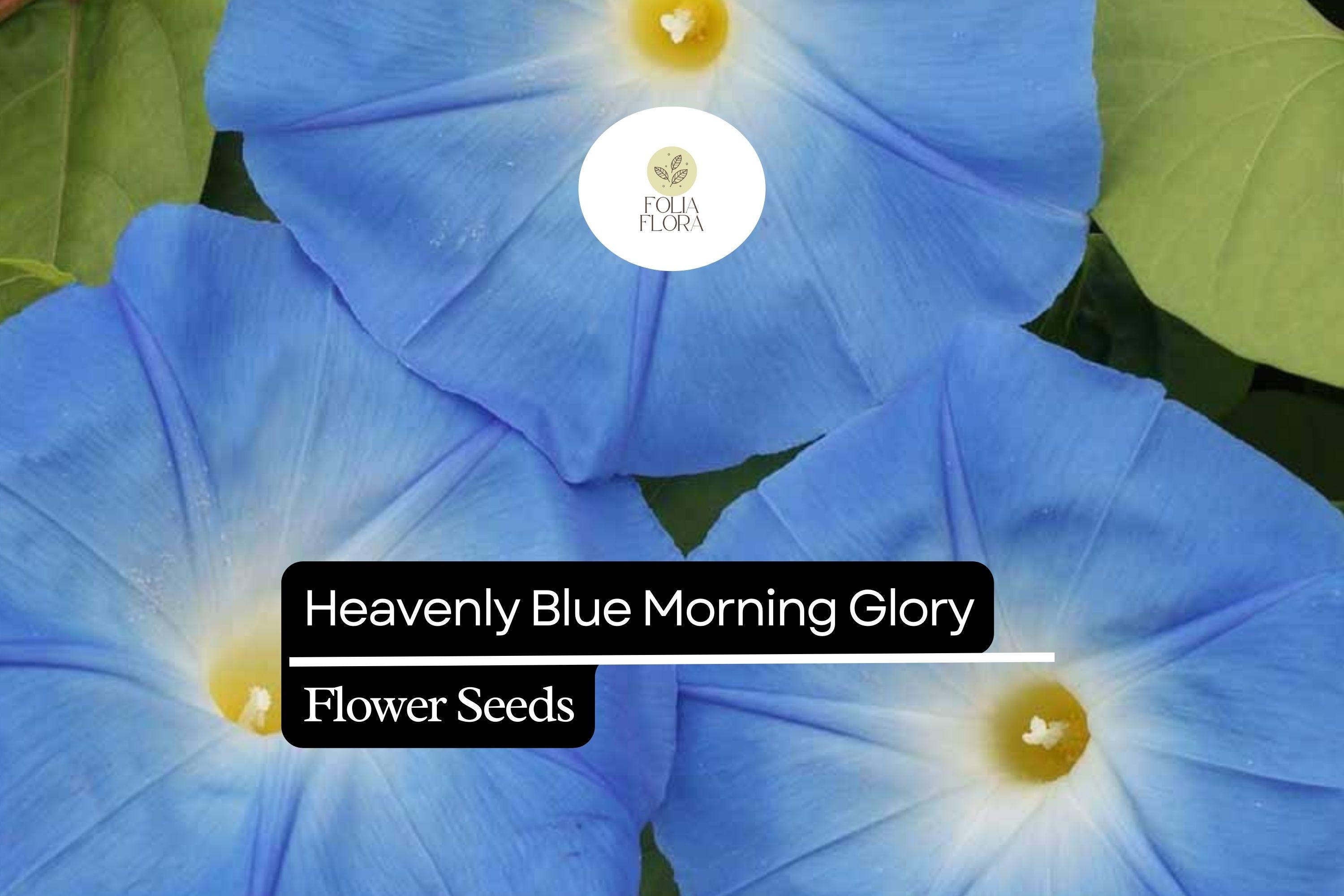 Heavenly Blue Morning Glory Seed Packets – Sky Blue Climbing Vine with White Centers – Ipomoea tricolor for Fences, Trellises & Arbors