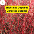 Bright Red Dogwood Unrooted Cuttings - Cornus sericea Hardy Shrub with Vibrant Red Stems for Hedges and Winter Interest