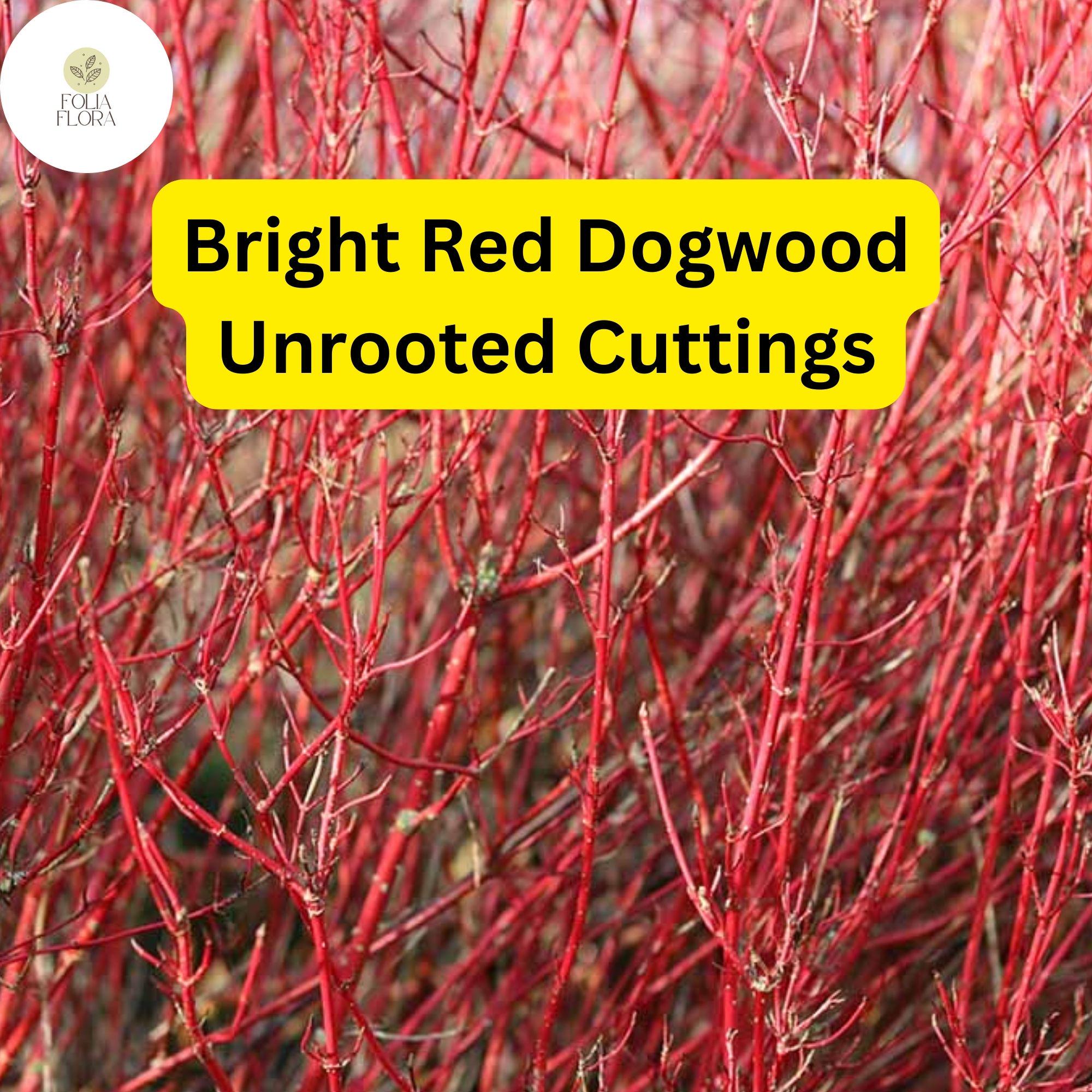 Bright Red Dogwood Unrooted Cuttings - Cornus sericea Hardy Shrub with Vibrant Red Stems for Hedges and Winter Interest