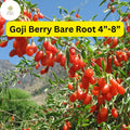 Bare Root Goji Berry Plants – Lycium barbarum, 4"-8" Live Edible Superfood Plants for Garden, Food Forest, Landscaping