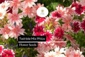 Twinkle Mix Phlox Seeds – Vibrant Star-Shaped Annual Flowers for Borders & Containers – Phlox drummondii