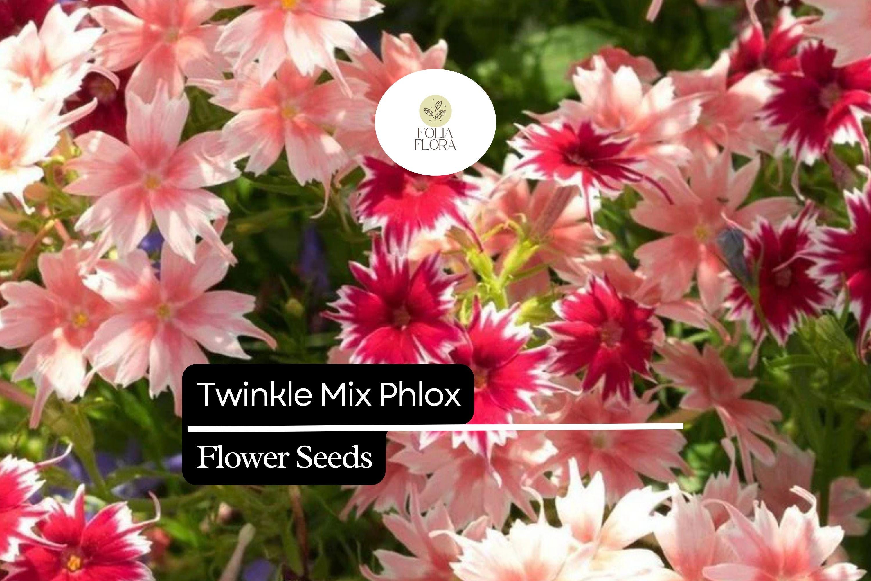Twinkle Mix Phlox Seeds – Vibrant Star-Shaped Annual Flowers for Borders & Containers – Phlox drummondii