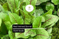 Red Veined Sorrel Seeds – Culinary Herb for Salads and Garnishes – Rumex sanguineus