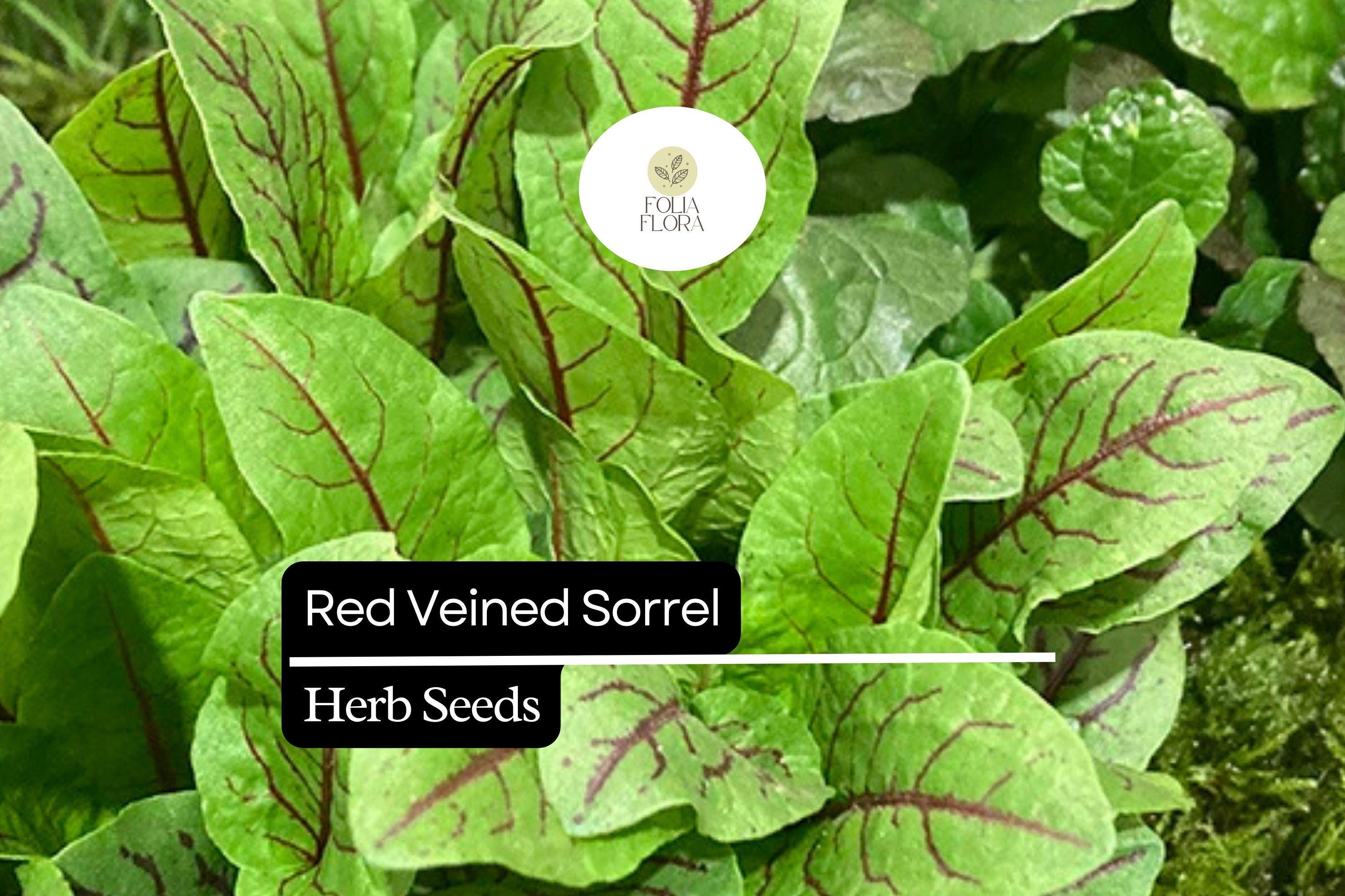 Red Veined Sorrel Seeds – Culinary Herb for Salads and Garnishes – Rumex sanguineus