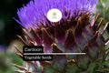 30 Cardoon Seeds, Ornamental Edible Perennial, Cynara cardunculus, Silvery-green Foliage, Purple Flowers