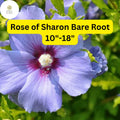 Rose of Sharon Live Plants | Bare Root Shrubs with 10-18" Foliage | Hibiscus syriacus for Garden, Hedges & Borders