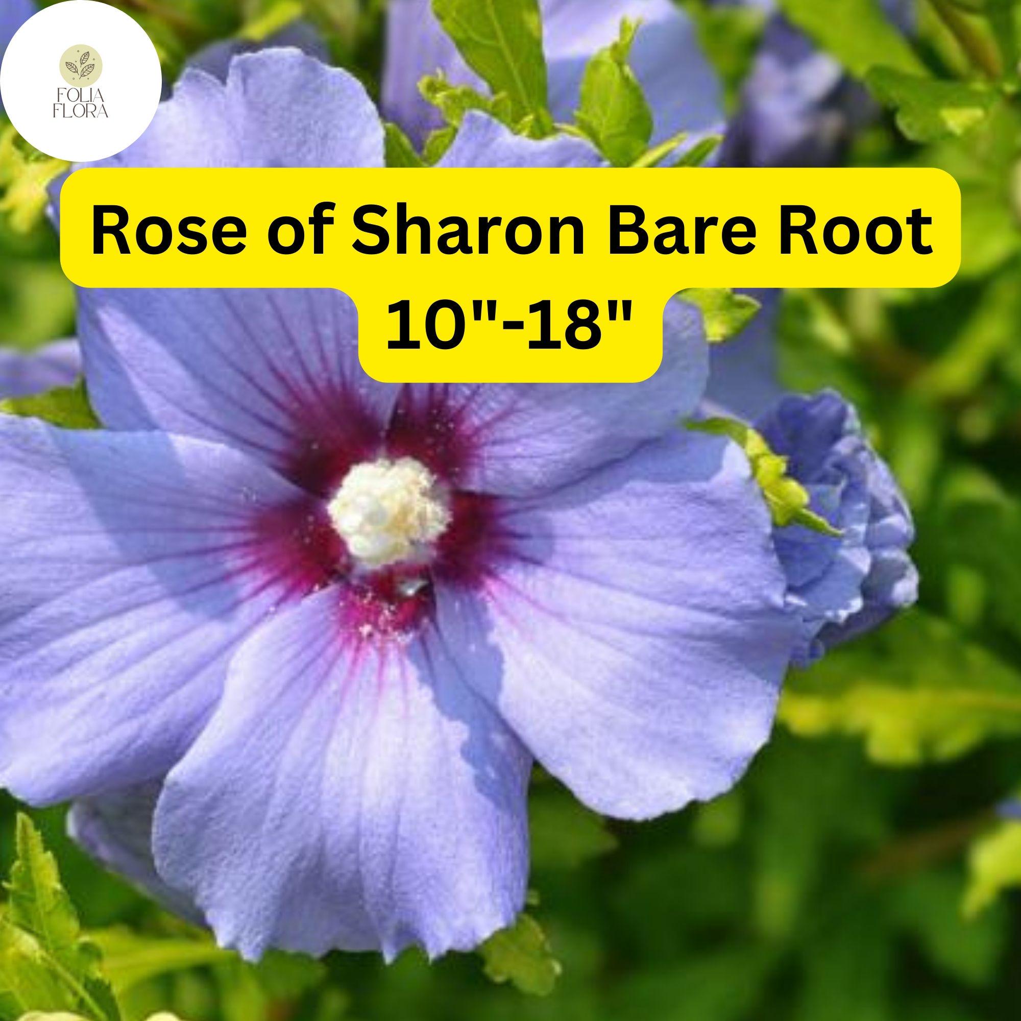 Rose of Sharon Live Plants | Bare Root Shrubs with 10-18" Foliage | Hibiscus syriacus for Garden, Hedges & Borders