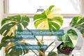Monstera Thai Constellation Starter Plant – Variegated Monstera in 3" Pot – Tropical Indoor Foliage for Collectors & Decor