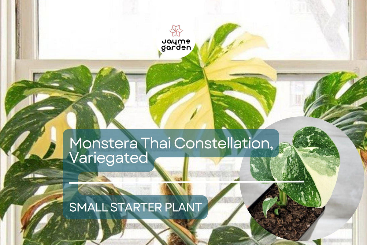 Monstera Thai Constellation Starter Plant – Variegated Monstera in 3" Pot – Tropical Indoor Foliage for Collectors & Decor