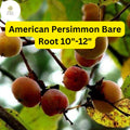 American Persimmon Tree Pack of 2 Bare Root Plants | Diospyros virginiana | Edible Fruit, Drought-Tolerant, Hardy