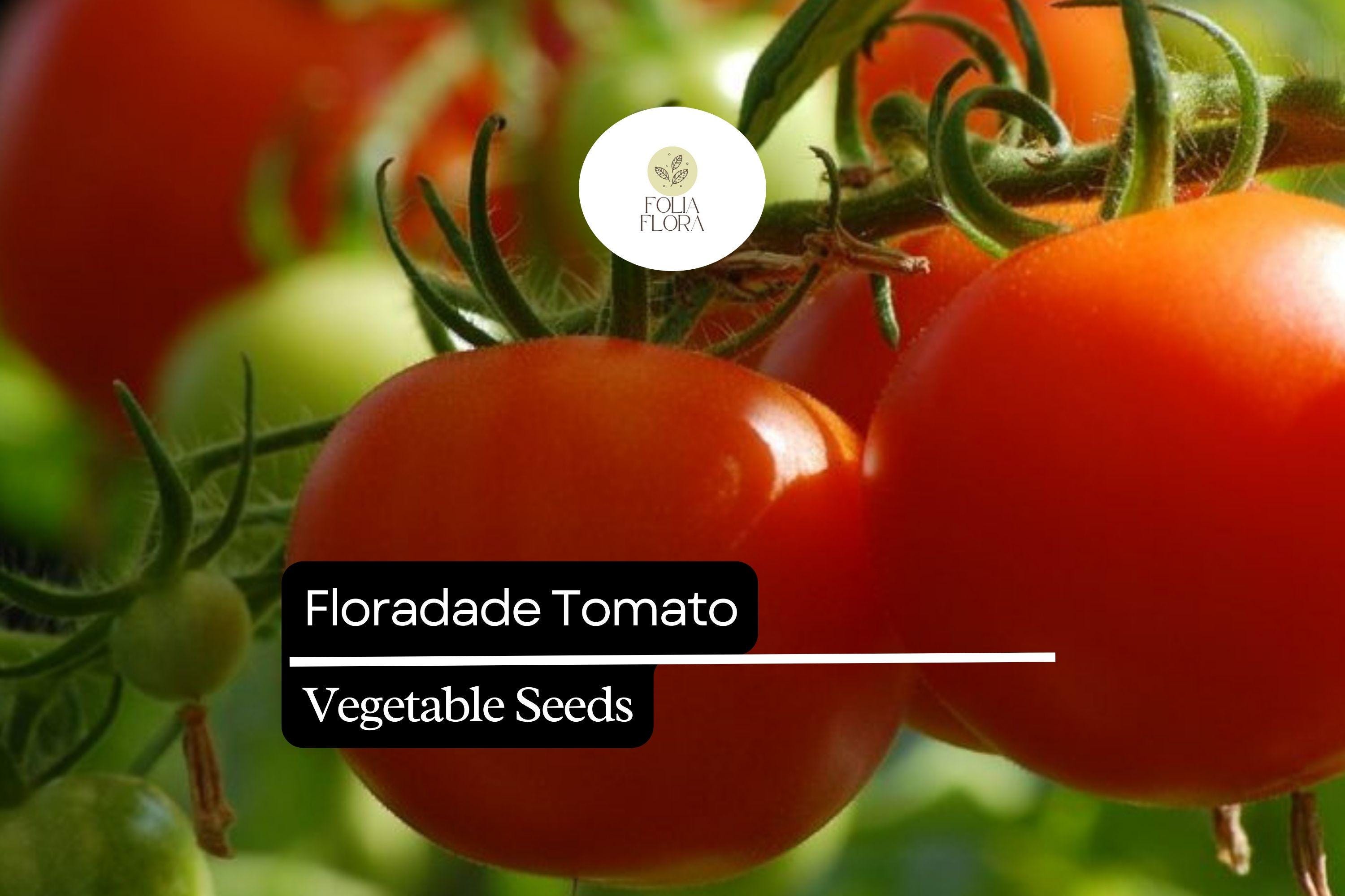 50 Seeds Floradade Tomato Seeds – Heat-Tolerant, High-Yielding, Crack-Resistant, Red Solanum lycopersicum for Canning & Fresh Use