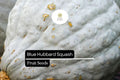 Blue Hubbard Squash Seeds – Heirloom Winter Squash Cucurbita maxima for Roasting, Baking & Soups