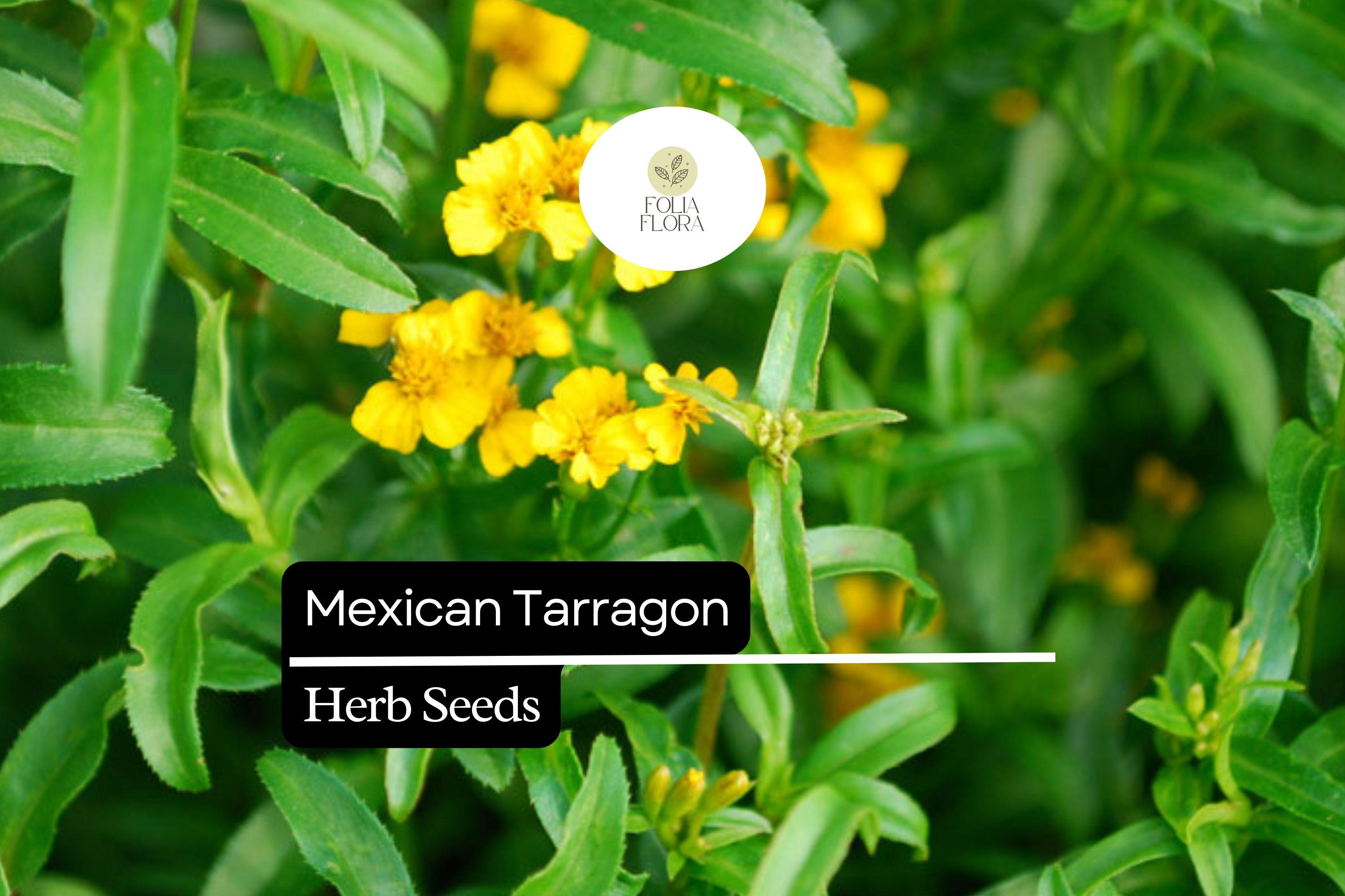 100 Seeds Mexican Tarragon Herb Seeds – Tagetes lucida, Sweet Licorice Flavor, Drought-Tolerant, Pollinator-Friendly, Culinary and Garden Use