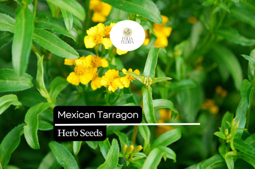 100 Seeds Mexican Tarragon Herb Seeds – Tagetes lucida, Sweet Licorice Flavor, Drought-Tolerant, Pollinator-Friendly, Culinary and Garden Use