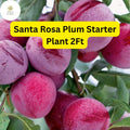 Santa Rosa Plum Tree – 2ft Live Fruit Tree with Reddish-Purple Plums, Prunus salicina, Edible, Self-Pollinating