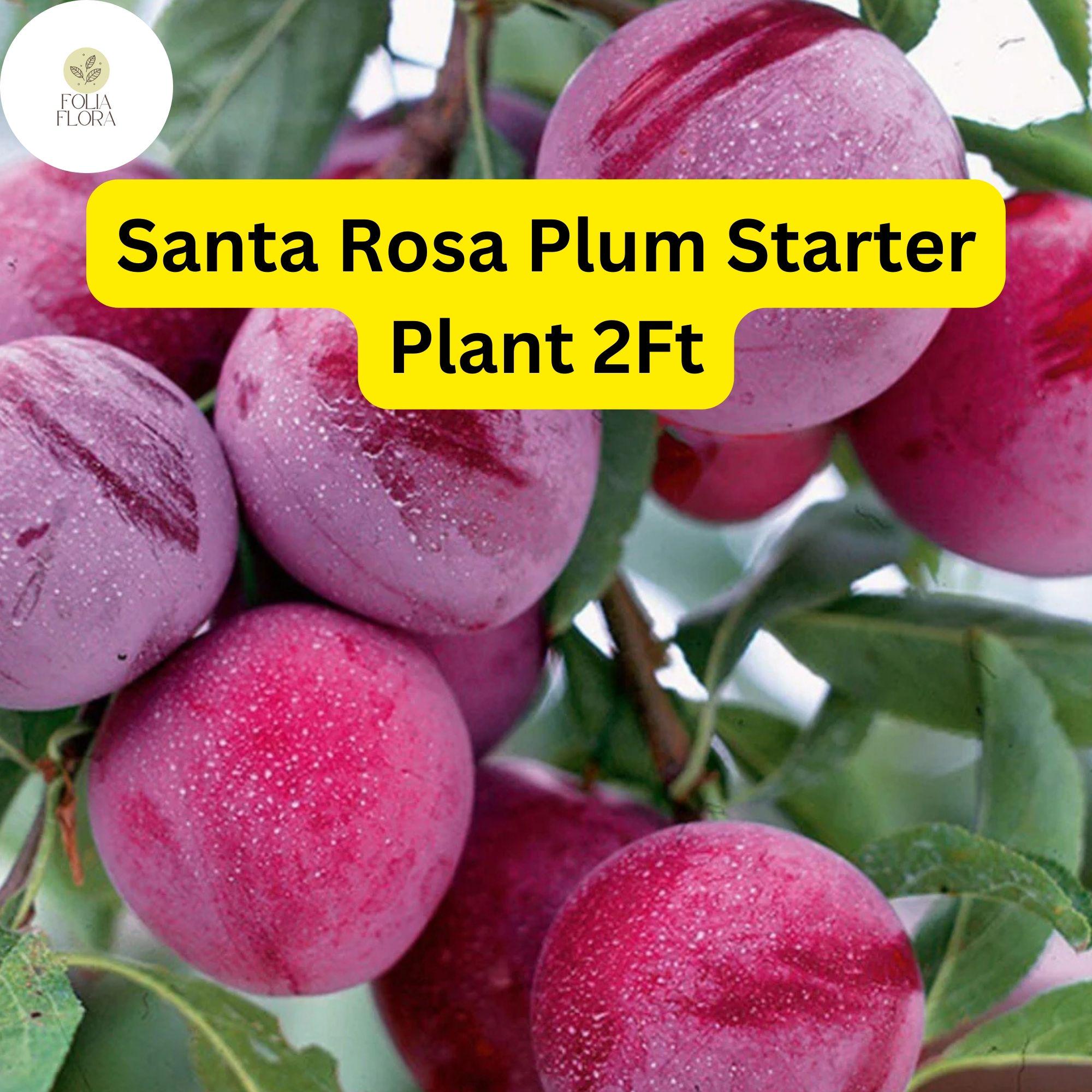 Santa Rosa Plum Tree – 2ft Live Fruit Tree with Reddish-Purple Plums, Prunus salicina, Edible, Self-Pollinating