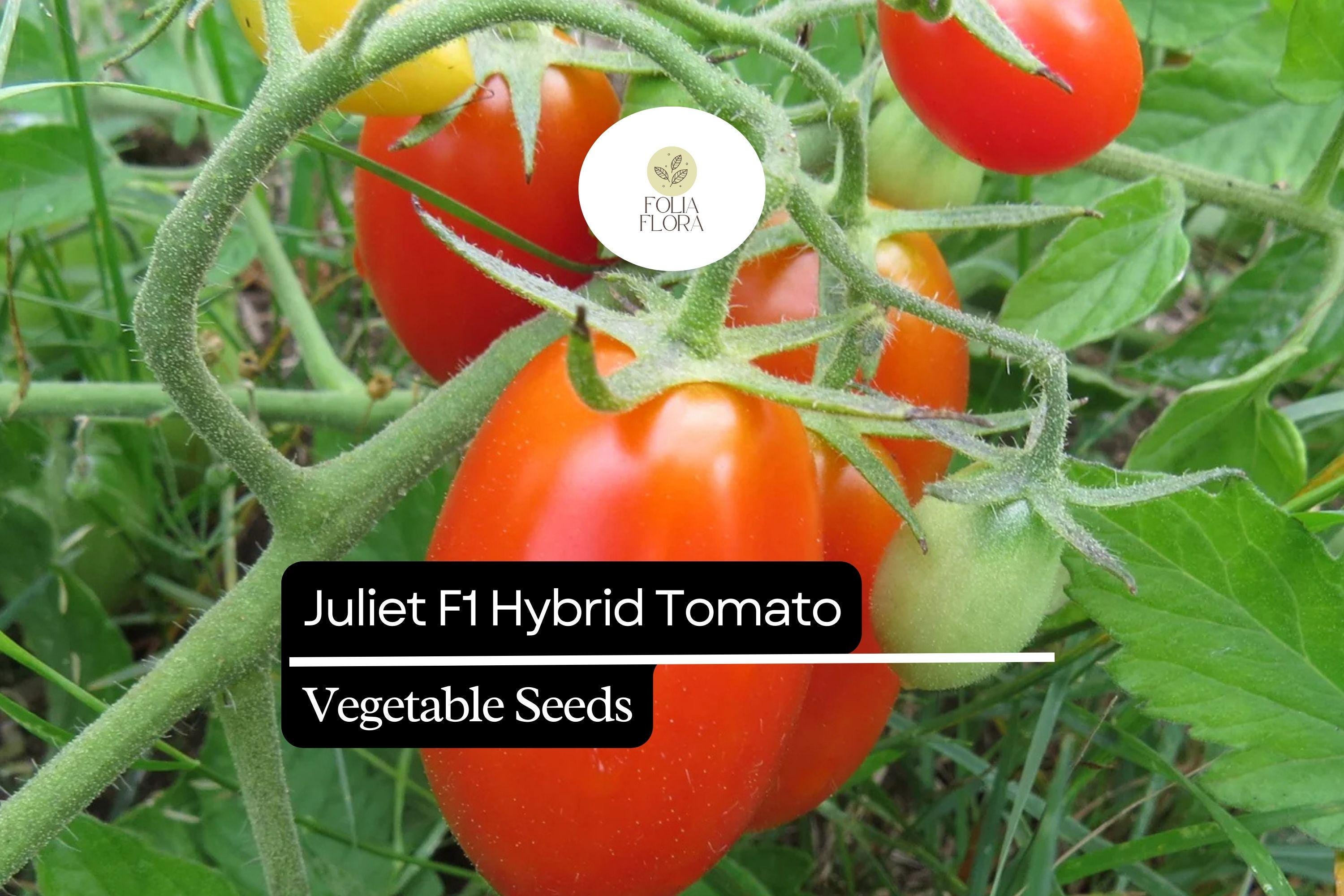 Juliet F1 Hybrid Tomato Seeds – High-Yield, Sweet, Crack-Resistant Grape Tomatoes (Solanum lycopersicum)