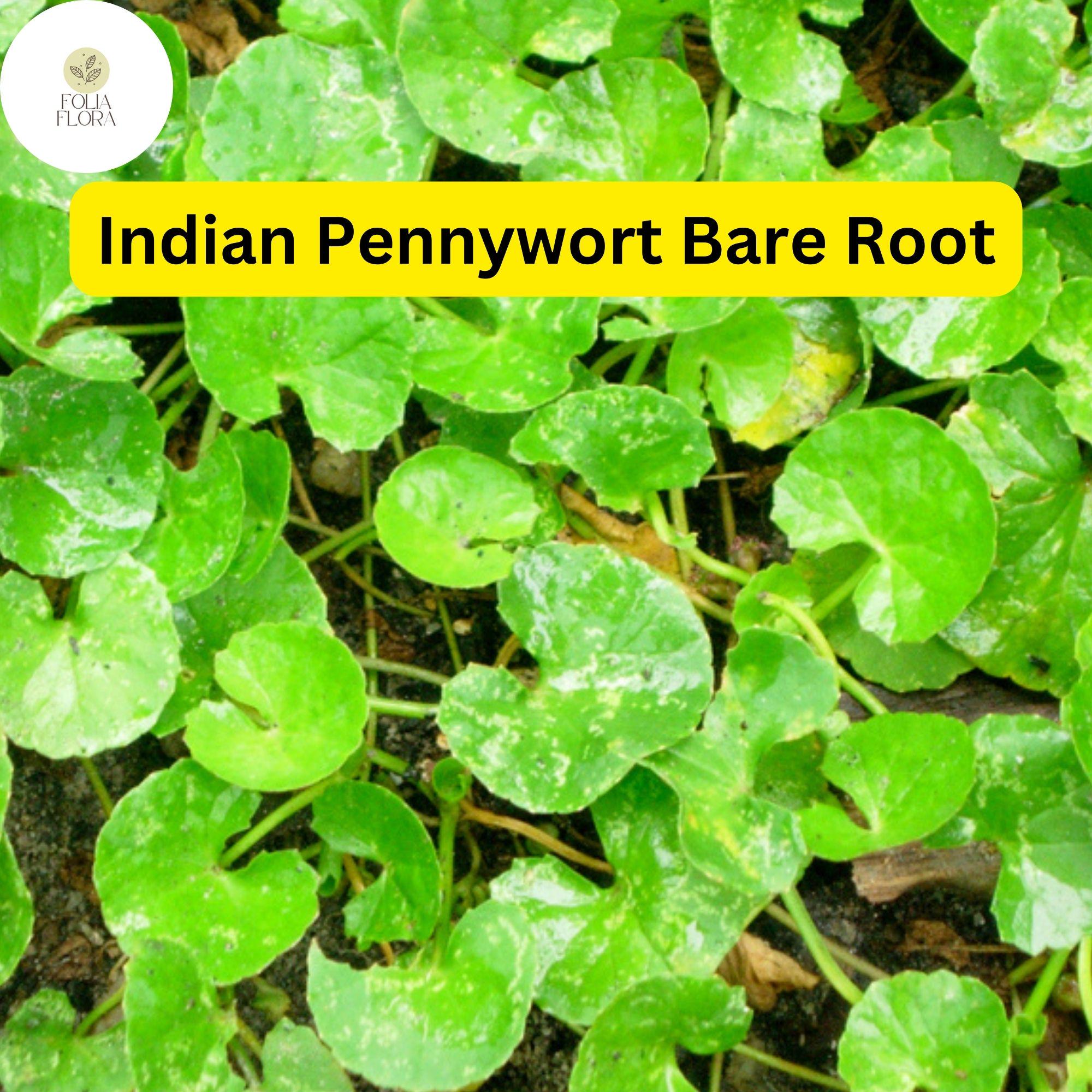 Indian Pennywort Bare Root Plants – Centella asiatica, Edible Ground Cover, Fast-Growing Herb, 10 Live Plants