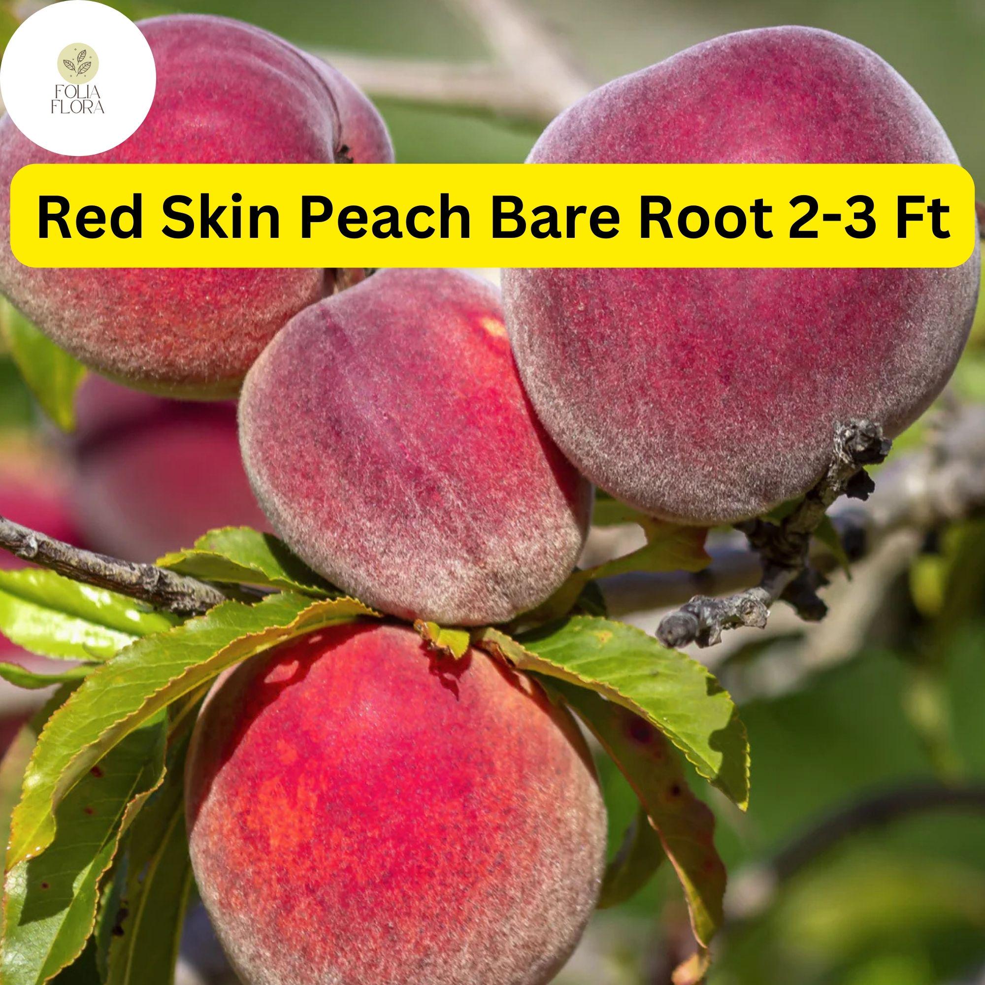 Red Skin Peach Tree - 2-3 Ft Live Fruit Tree for Garden, Edible Peaches, Spring Blossoms, Prunus persica