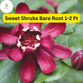 Bare Root Sweet Shrub (Calycanthus floridus) - Fragrant Flowering Shrubs, 1-2 ft, Pollinator Attracting Garden Plant