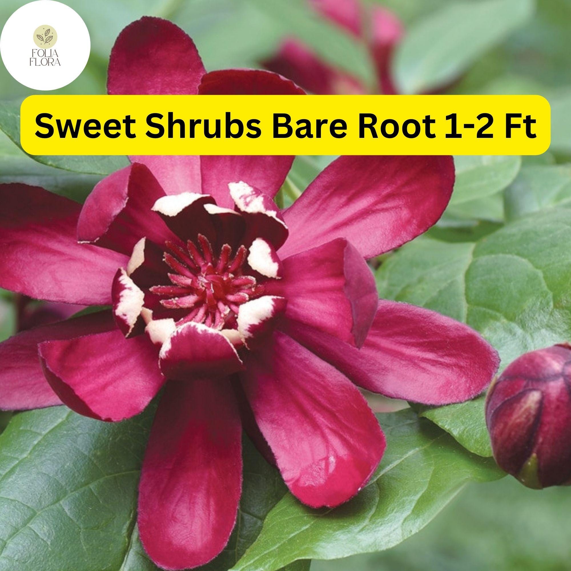 Bare Root Sweet Shrub (Calycanthus floridus) - Fragrant Flowering Shrubs, 1-2 ft, Pollinator Attracting Garden Plant