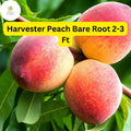 Harvester Peach Tree - 2-3 Ft Bare Root Live Fruit Tree for Home Garden, Early Harvest, Freestone Peaches, Prunus persica