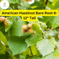 Bare Root American Hazelnut Trees - 6-12 Inches Tall, Edible Nuts, Corylus americana, Live Trees for Orchard & Wildlife Gardens