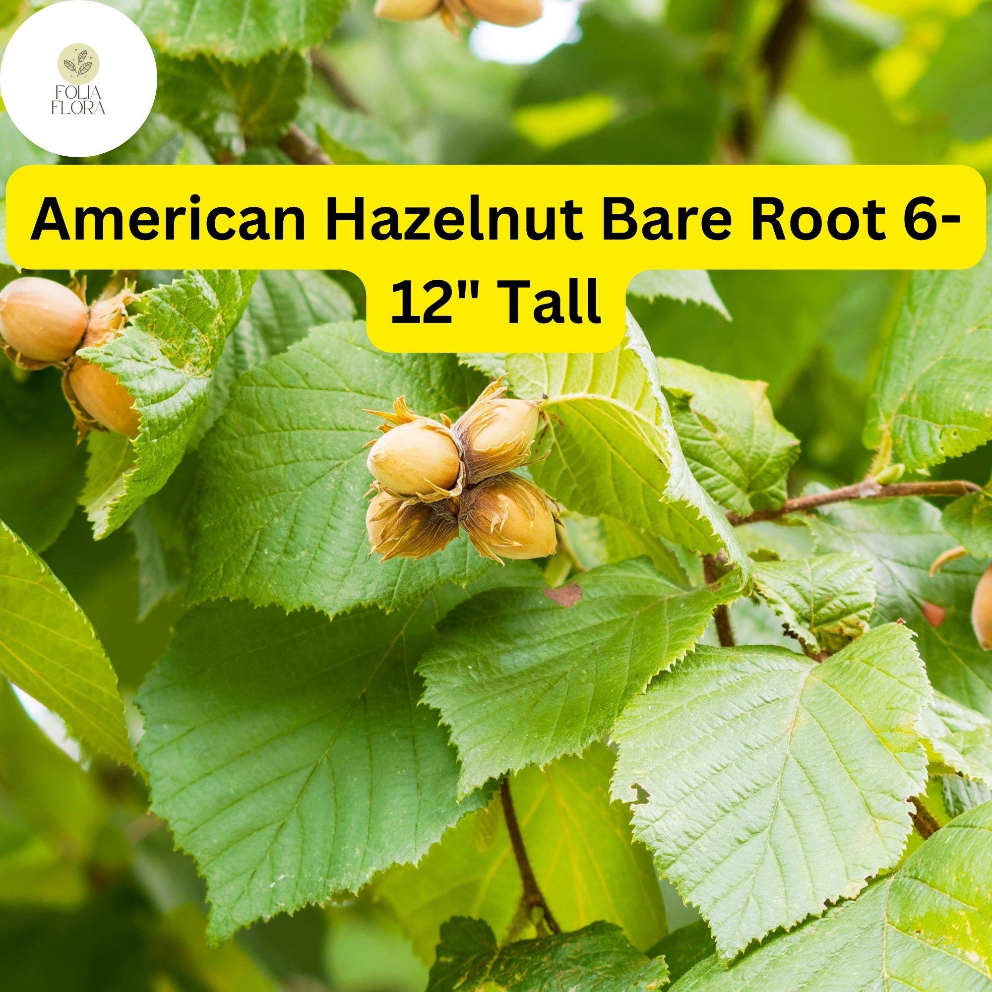 Bare Root American Hazelnut Trees - 6-12 Inches Tall, Edible Nuts, Corylus americana, Live Trees for Orchard & Wildlife Gardens